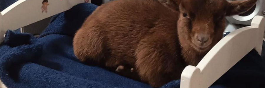 Un vecino de Folgoso ofrece recompensa por su mascota perdida